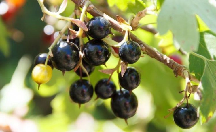 When does currant begin to bear fruit after planting and what does this period depend on?