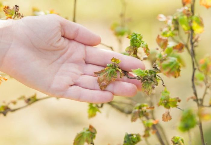 Tại sao nho không đậu quả và phải làm gì với nó