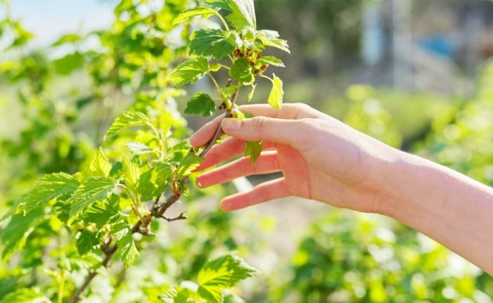 Por que as groselhas não dão frutos e o que fazer a respeito