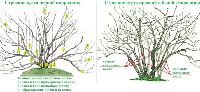 Кога касисът започва да дава плодове след засаждането и от какво зависи този период?