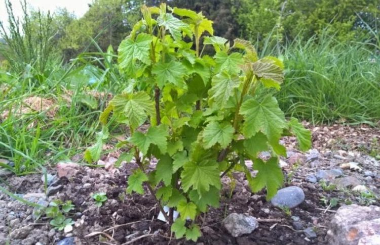 When does currant begin to bear fruit after planting and what does this period depend on?