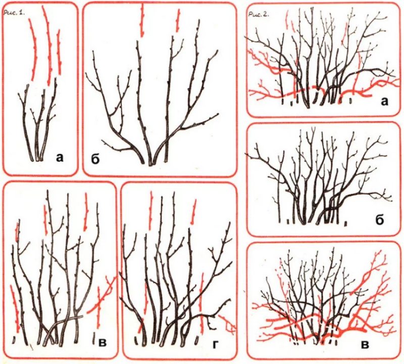 When does currant begin to bear fruit after planting and what does this period depend on?