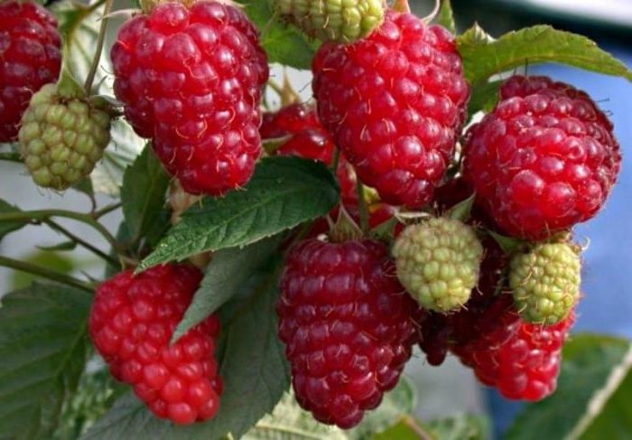 What to do if the taste of the berry harvest is disappointing: why are raspberries unsweetened and how to fix it