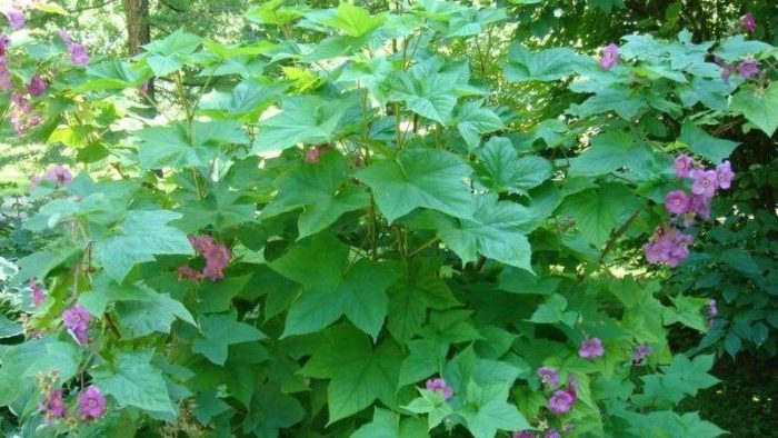 Was tun, wenn der Geschmack der Beerenernte enttäuschend ist: Warum sind Himbeeren ungesüßt und wie lässt sich das beheben?