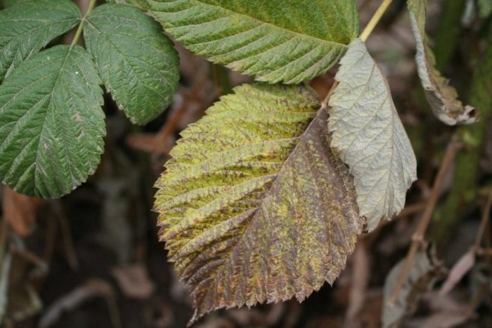 What to do if the taste of the berry harvest is disappointing: why are raspberries unsweetened and how to fix it