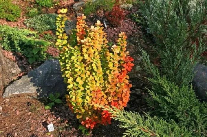 Correct gebruik van berberis in landschapsontwerp voor maximale esthetiek