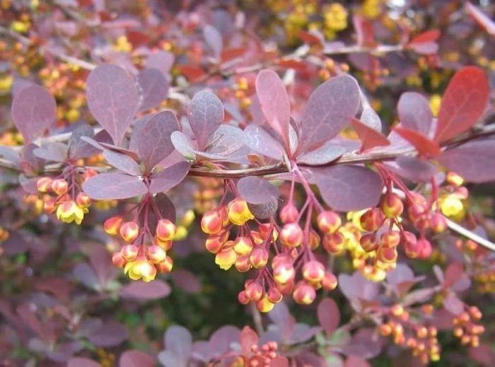 Proper use of barberry in landscape design for maximum aesthetics