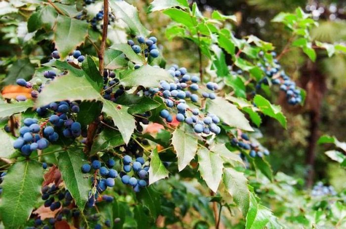 Pravilna upotreba žutike u dizajnu krajolika za maksimalnu estetiku