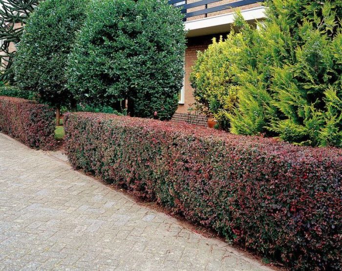 Correct gebruik van berberis in landschapsontwerp voor maximale esthetiek