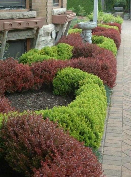 Uso adecuado del agracejo en el diseño del paisaje para una máxima estética.