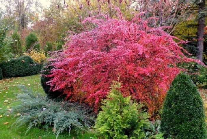 Wastong paggamit ng barberry sa disenyo ng landscape para sa pinakamataas na aesthetics