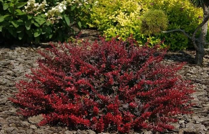 Proper use of barberry in landscape design for maximum aesthetics