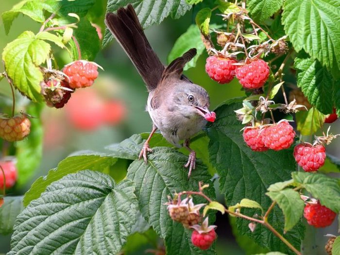 Wir retten die Ernte auf die beste Art und Weise: So schützen Sie Himbeeren vor Vögeln